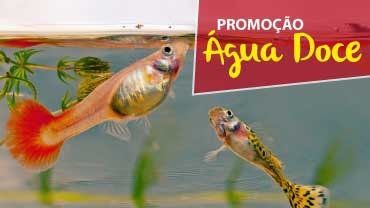 Monte sue aquário Monte sue aquário